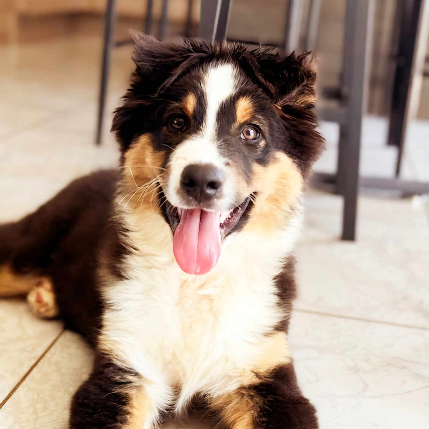 Malone participe au concours pour gagner de l'argent avec cette photo : accessories, animal, appenzeller, bodypart, canine, cockerspaniel, collie, dog, hardwood, hound, husky, leash, mouth, person, pet, puppy, strap, terrier, tongue, wood