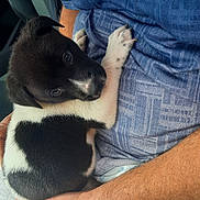 Oreo is registered to the contest to win money with this photo: animal, arms, black_and_white, blue_shirt, close_up, cozy, cute, dog, fabric, fur, hands, human, indoor, looking_up, person, pet, puppy, resting, small, texture