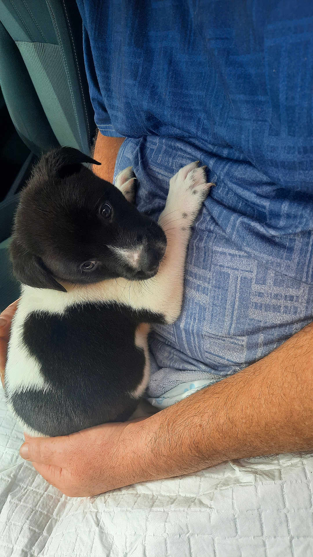 Oreo