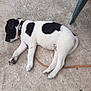 animal, black_and_white, canine, collar, concrete_floor, dog, domestic_animal, fur, leash, no_people, outdoor, paw, pet, puppy, quiet, relaxation, resting, side_view, sleeping, young_dog
