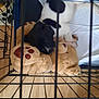 Oreo joined the competition — help win amazing prizes! puppy, dog, sleeping, crate, cage, stuffed_toy, teddy_bear, plush, white_pad, wooden_floor, black_and_white, pet, indoor, resting, cute, fur, animal, collar, young_dog, cozy
