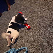 Oreo is registered to the contest to win money with this photo: puppy, dog, black_and_white, toy, red_toy, blue_rope_toy, carpet, indoor, playing, pet, animal, young_dog, floor, paw, tail, furniture_leg, cute, pet_toy, canine, laying_down