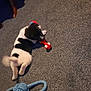 puppy, dog, black_and_white, toy, red_toy, blue_rope_toy, carpet, indoor, playing, pet, animal, young_dog, floor, paw, tail, furniture_leg, cute, pet_toy, canine, laying_down