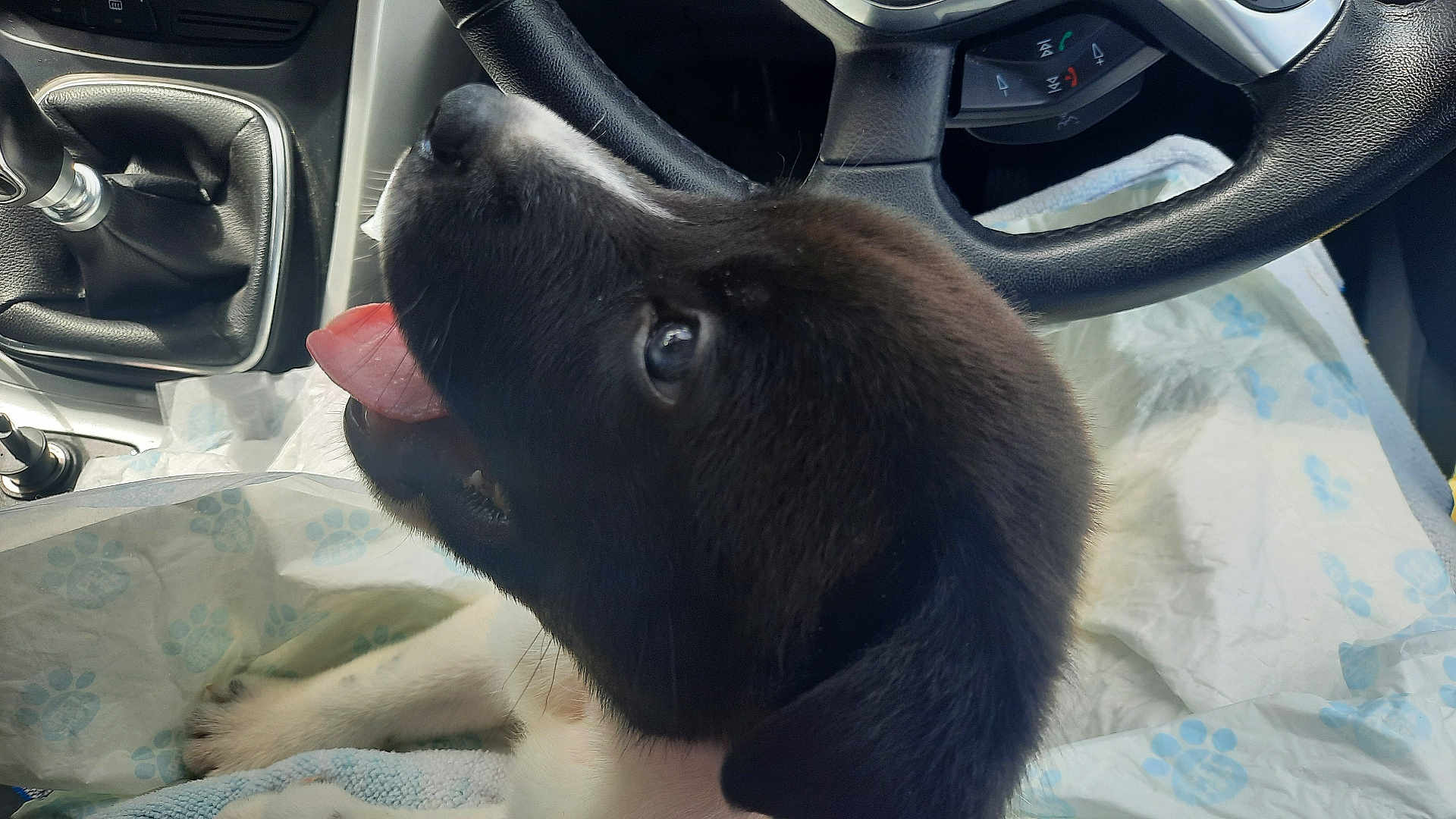 Oreo is registered to the contest to win money with this photo: puppy, dog, car_interior, steering_wheel, gear_shift, blanket, paw_print, tongue_out, close_up, young_dog, pet, animal, black_and_white, fur, cute, seat, happy, indoor, companion, domestic