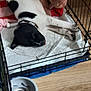 Oreo joined the competition — help win amazing prizes! animal, black_and_white, cage, collar, crate, dog, dog_bed, food_bowl, fur, indoor, paw, pet, pet_care, plush_toy, relaxed, resting, sleeping, tongue_out, water_bowl, wooden_floor
