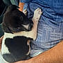 Oreo joined the competition — help win amazing prizes! puppy, dog, black_and_white, person, arm, blue_shirt, indoor, pet, cute, young_animal, hand, fur, resting, close_up, caring, comfort, small, animal, companionship, gentle