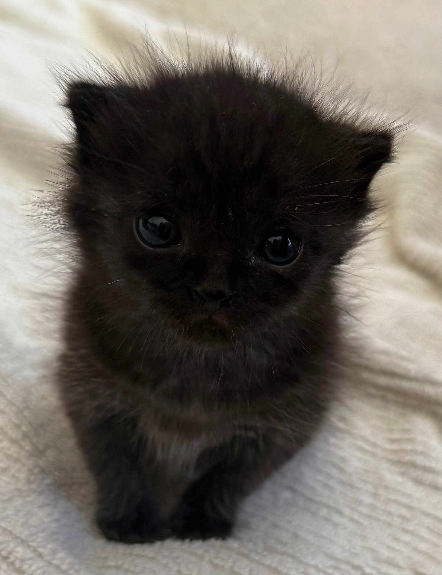 Dwight is registered to the contest to win money with this photo: kitten, black_cat, fluffy, cute, pet, animal, feline, indoor, soft, texture, blanket, young, small, closeup, portrait, whiskers, ears, eyes, paws, fur