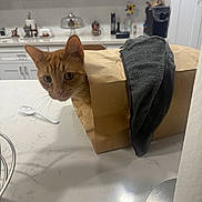 Nemo is registered to the contest to win money with this photo: cat, orange_cat, paper_bag, kitchen, countertop, curious, pet, indoor, domestic_cat, whiskers, feline, household, cloth, clean, white_cabinets, marble_counter, playful, animal, domestic, mischievous