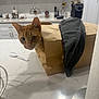 cat, orange_cat, paper_bag, kitchen, countertop, curious, pet, indoor, domestic_cat, whiskers, feline, household, cloth, clean, white_cabinets, marble_counter, playful, animal, domestic, mischievous