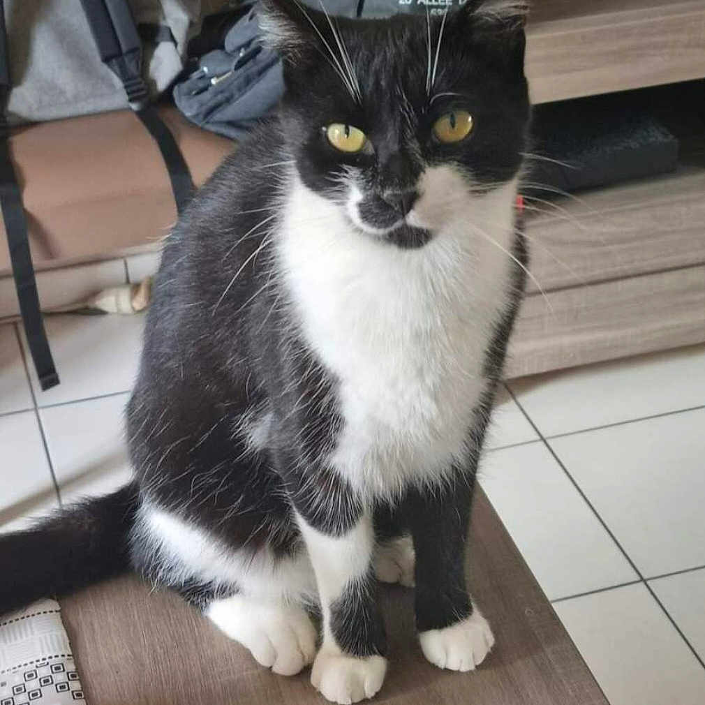 Fripouille a rejoint le concours — aidez-le/la à gagner de superbes lots ! abyssinian, accessories, animal, backpack, bag, baggage, cat, computerhardware, electronics, handbag, hardware, hardwood, kitten, manx, monitor, pet, screen, slate, strap, wood