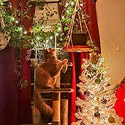 Tibby is registered to the contest to win money with this photo: cat, cat_tree, christmas_tree, cozy, curious, curtains, decor, festive, fluffy_cat, furniture, hanging_plant, holiday_decorations, home, indoor, lights, ornaments, pet, plant, stockings, window