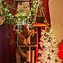 cat, cat_tree, christmas_tree, cozy, curious, curtains, decor, festive, fluffy_cat, furniture, hanging_plant, holiday_decorations, home, indoor, lights, ornaments, pet, plant, stockings, window