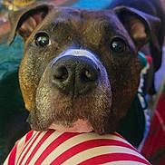 Brix is registered to the contest to win money with this photo: dog, close_up, indoor, brindle, pet, animal, snout, curious, striped_fabric, resting_chin, cozy, home, carpet, furniture, brown, white, black, ears, eyes, nose