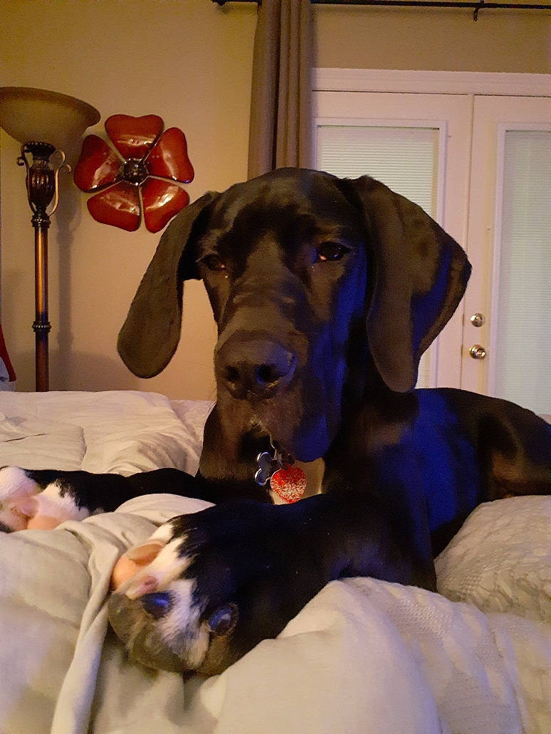 Kanan is registered to the contest to win money with this photo: canidae, carnivore, collar, comfort, companion_dog, dog, dog_breed, dog_collar, dog_supply, door, ear, fawn, fur, liver, pet_supply, sitting, smile, snout, sporting_group, working_animal