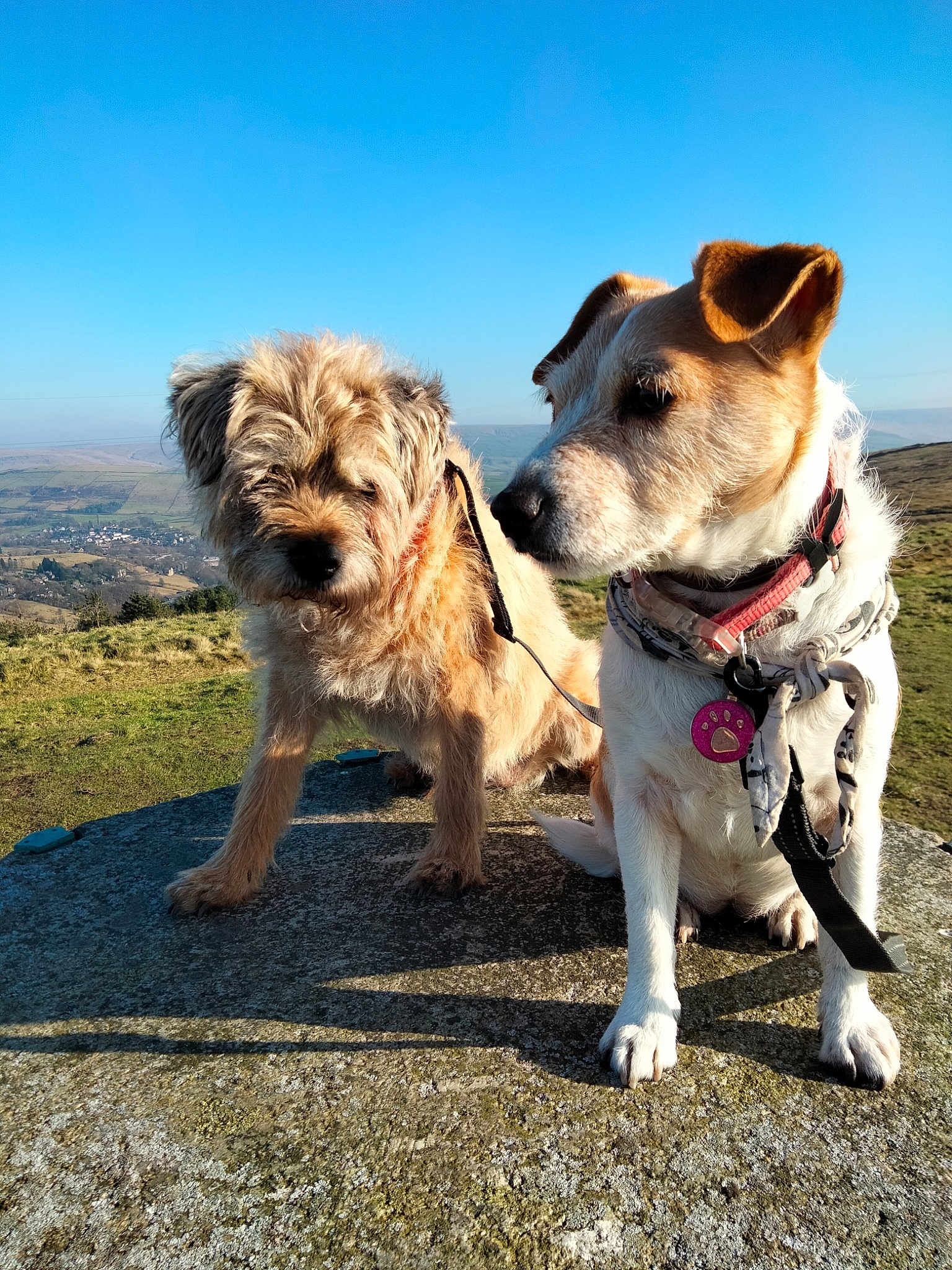 Millie And Coco