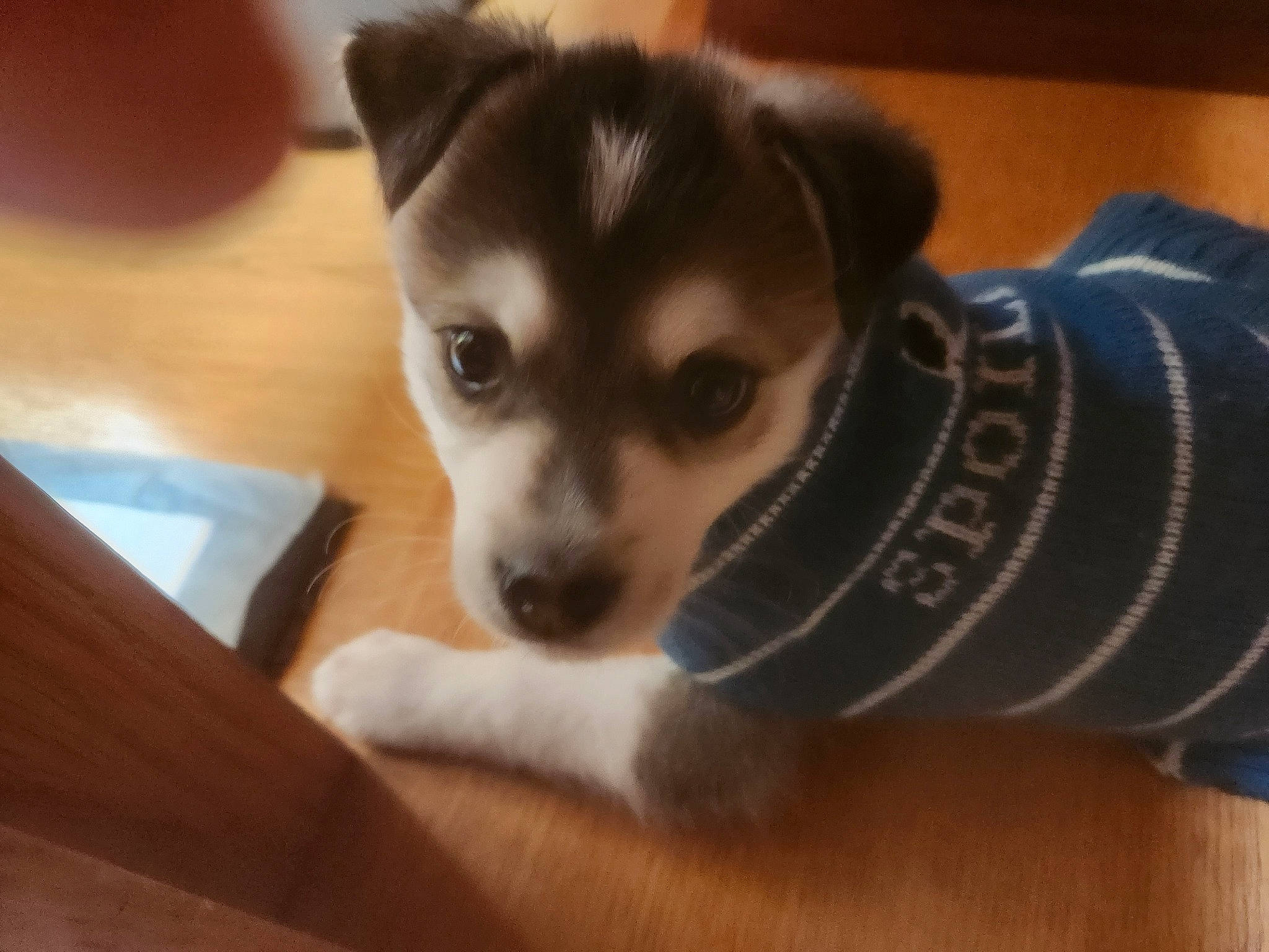 Dakoda joined the competition — help win amazing prizes! canidae, carnivore, chihuahua, companion_dog, corgi_chihuahua, dog, dog_breed, dog_supply, fawn, fur, hardwood, paw, puppy, snout, sporting_group, terrestrial_animal, toy_dog, whiskers, wood, working_animal