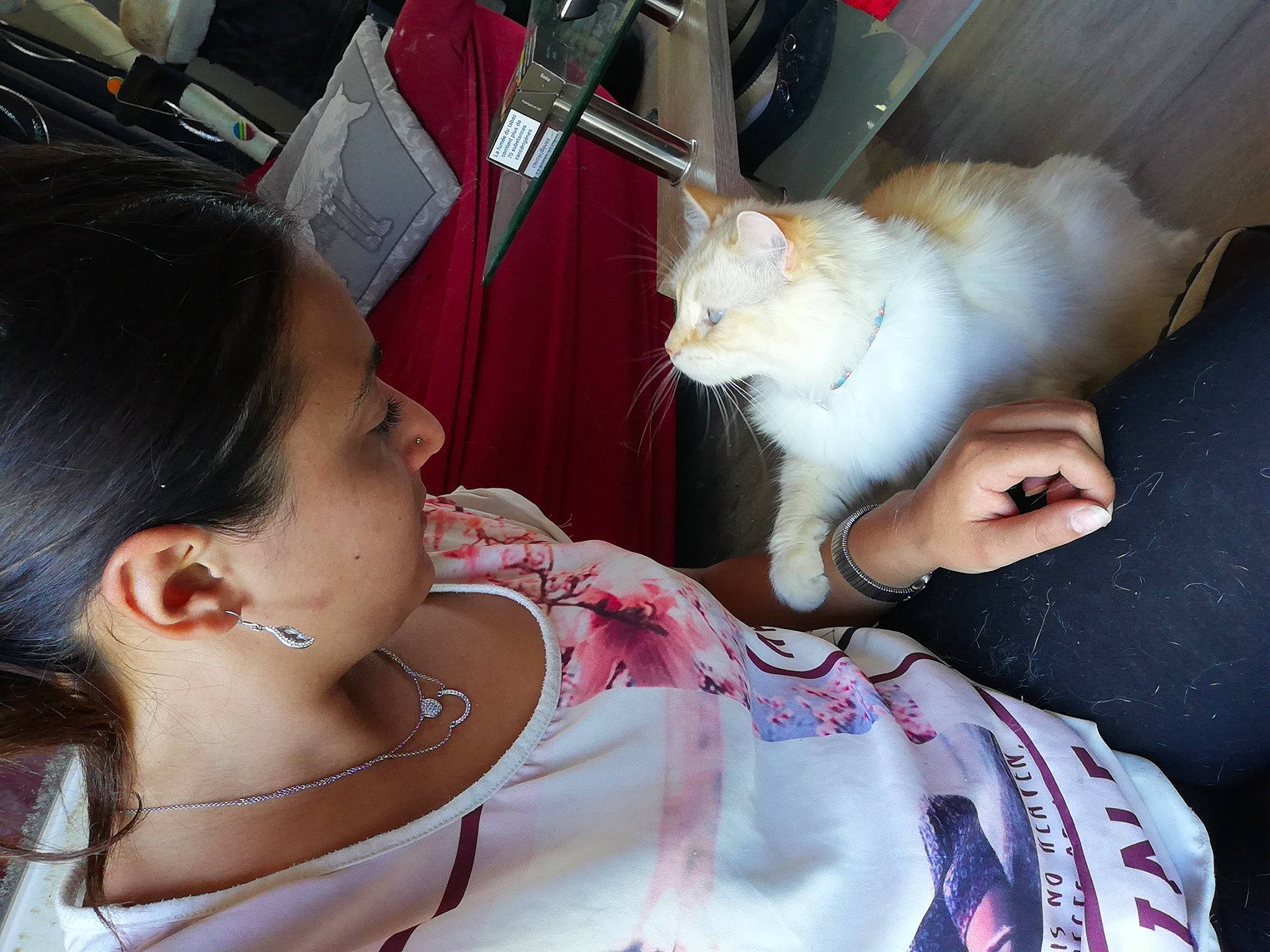 Plume a rejoint le concours — aidez-le/la à gagner de superbes lots ! cat, ear, felidae, fur, mouth, small_to_medium_sized_cats, turkish_van, whiskers