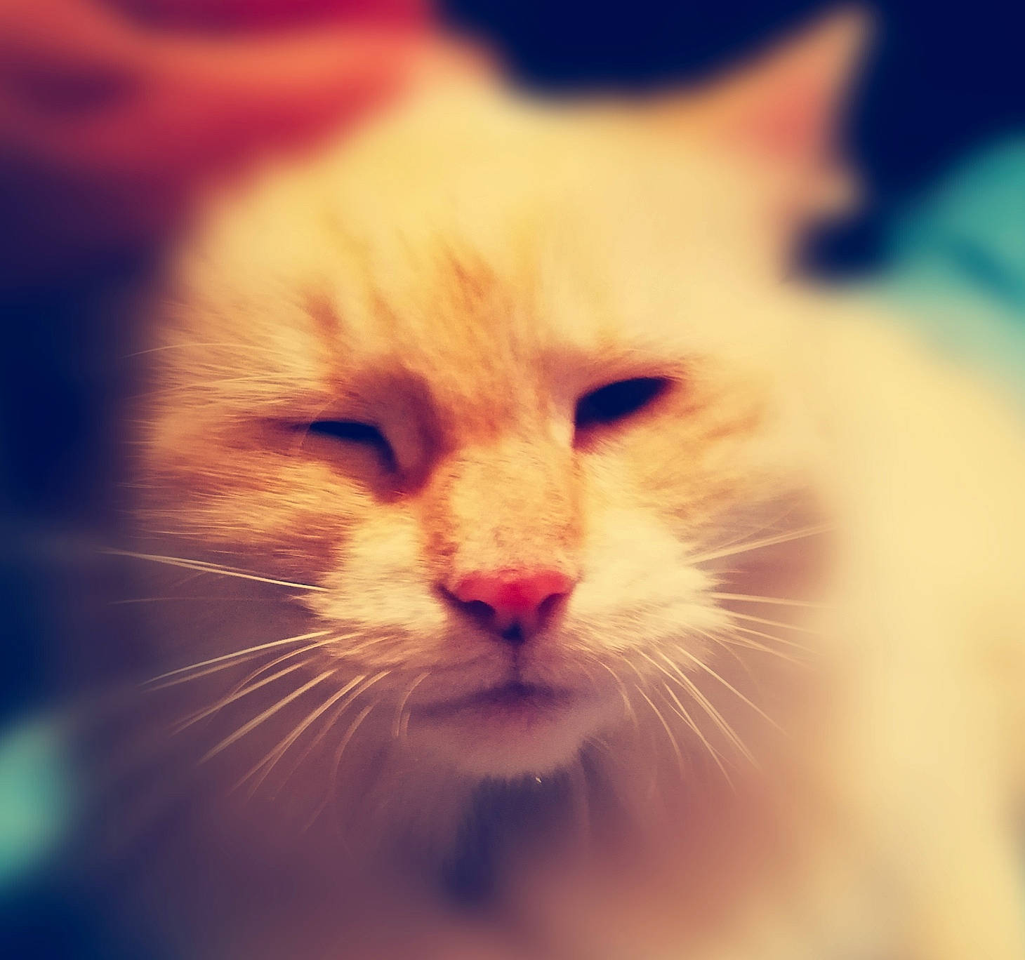 Plume participe au concours pour gagner de l'argent avec cette photo : american_curl, asian, carnivore, cat, close_up, ear, eye, felidae, fur, kitten, mammal, nose, ojos_azules, ragdoll, sky, small_to_medium_sized_cats, snout, turkish_angora, turkish_van, whiskers