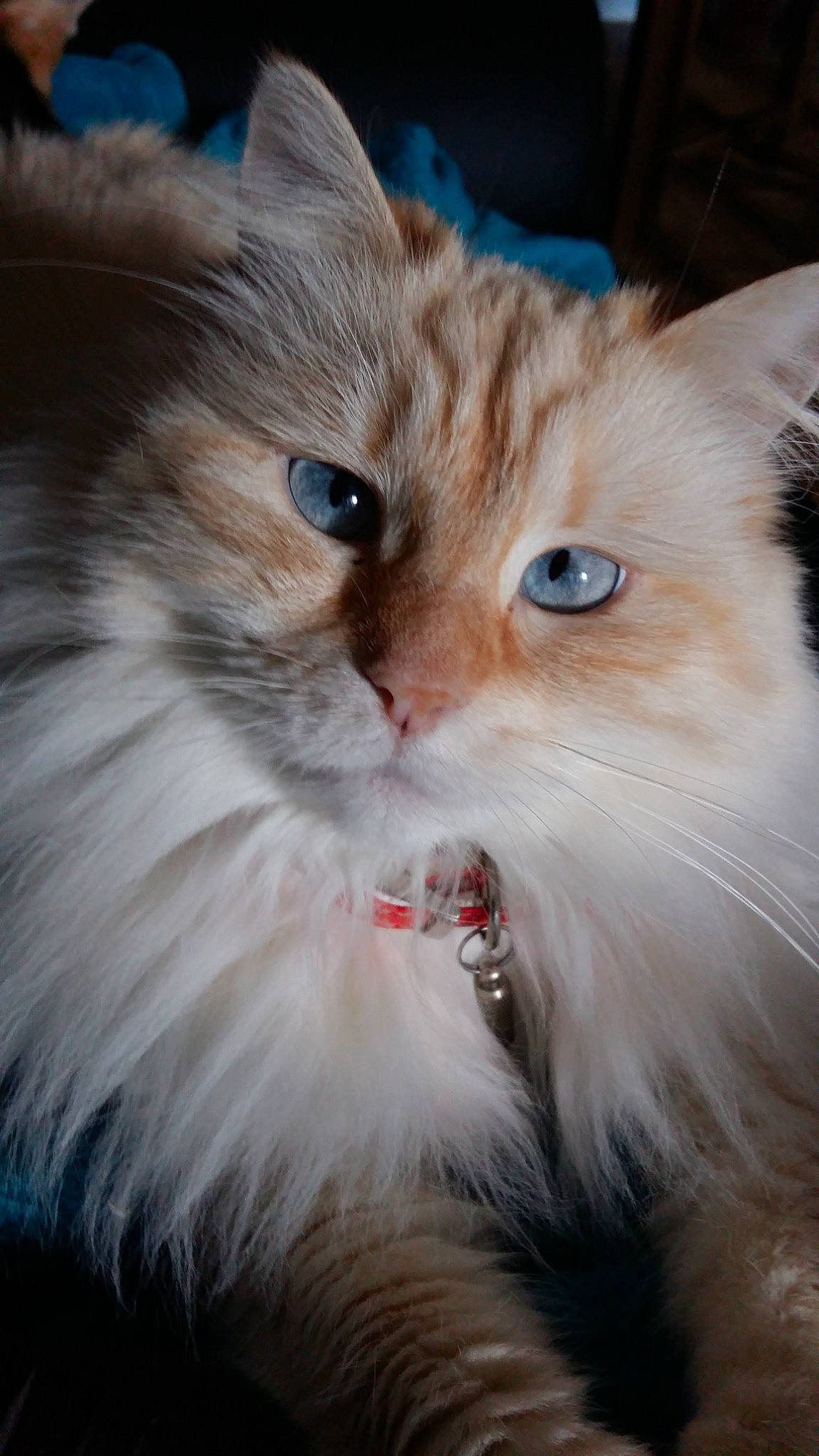Plume a rejoint le concours — aidez-le/la à gagner de superbes lots ! asian_semi_longhair, british_longhair, british_semi_longhair, carnivore, cat, domestic_long_haired_cat, eye, felidae, iris, kitten, mammal, napoleon_cat, norwegian_forest_cat, persian, ragamuffin, ragdoll, siberian, small_to_medium_sized_cats, vertebrate, whiskers