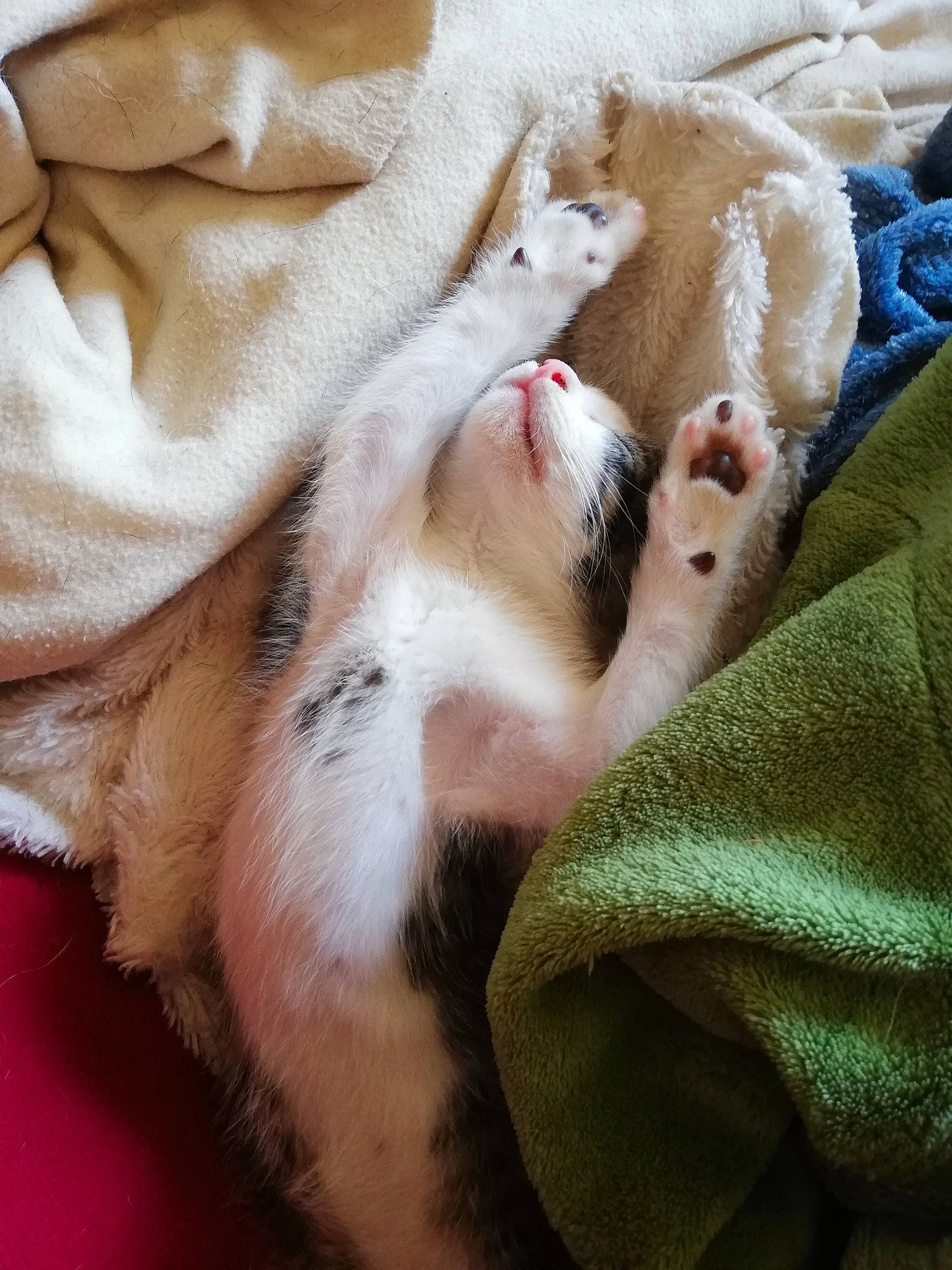 Reese participe au concours pour gagner de l'argent avec cette photo : carnivore, cat, fawn, felidae, fur, kitten, paw, small_to_medium_sized_cats, whiskers