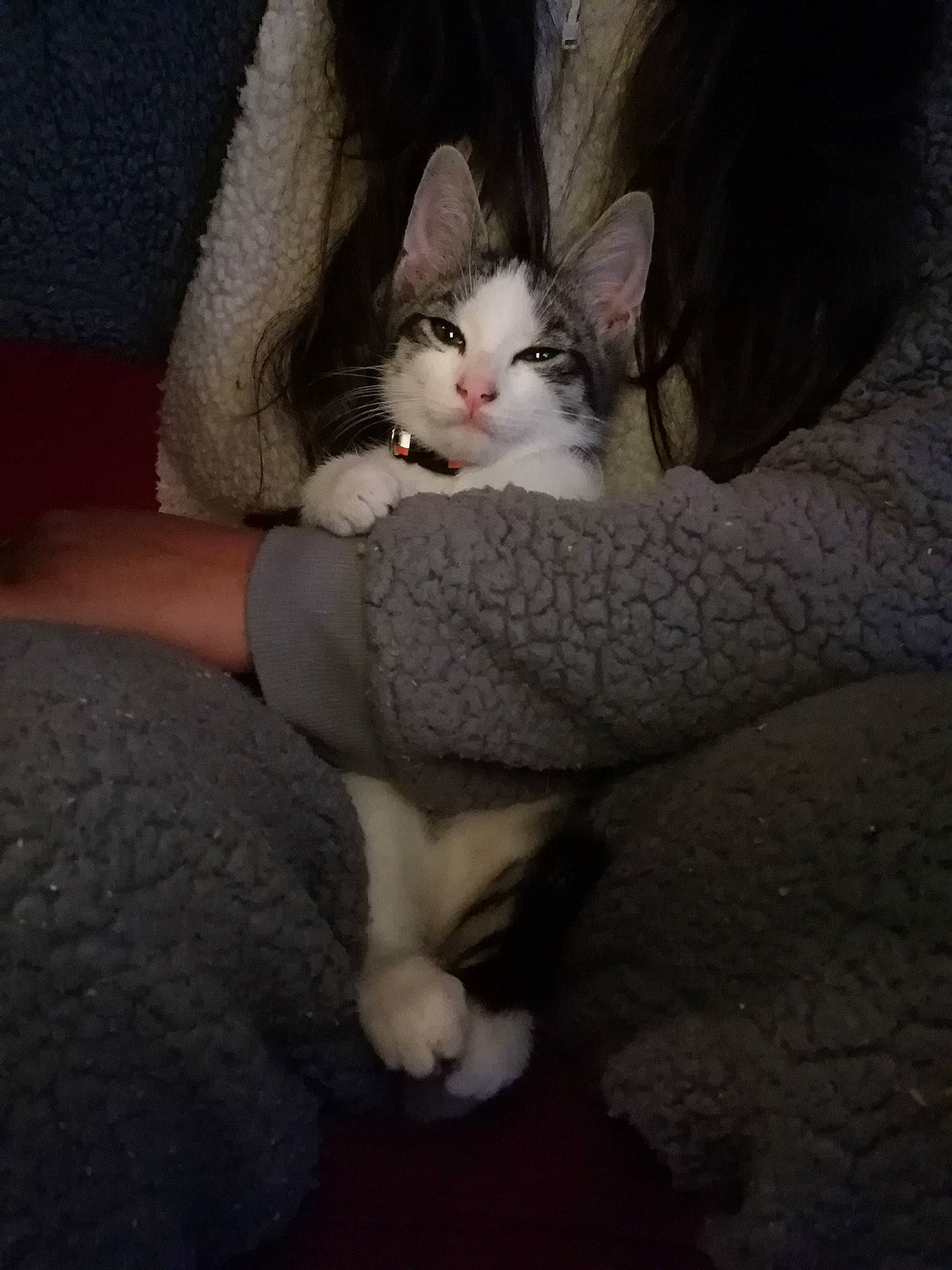 Reese participe au concours pour gagner de l'argent avec cette photo : aegean_cat, american_wirehair, asian, carnivore, cat, domestic_short_haired_cat, ear, european_shorthair, felidae, fur, kitten, lap, leg, mammal, nose, polydactyl_cat, skin, small_to_medium_sized_cats, turkish_van, whiskers