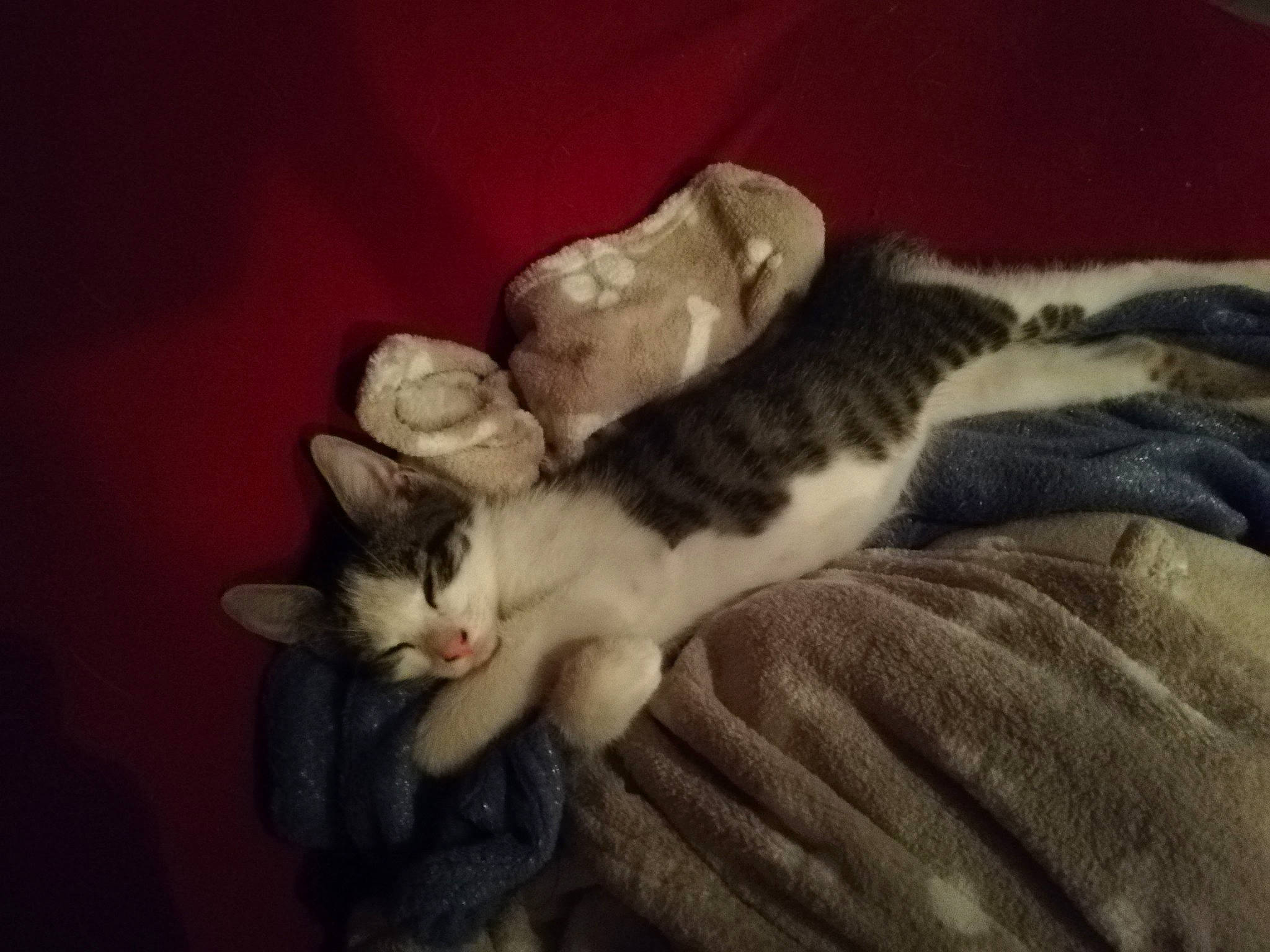 Reese a rejoint le concours — aidez-le/la à gagner de superbes lots ! aegean_cat, american_shorthair, american_wirehair, asian, carnivore, cat, domestic_short_haired_cat, dragon_li, european_shorthair, felidae, fur, kitten, mammal, nap, paw, polydactyl_cat, small_to_medium_sized_cats, tabby_cat, tail, whiskers