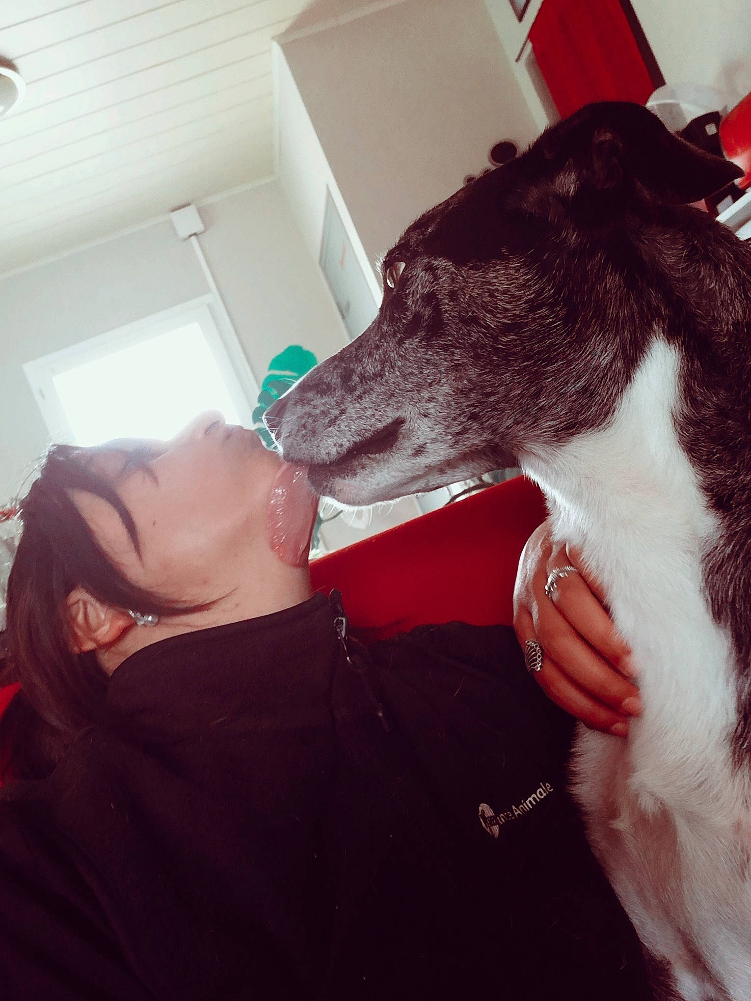 Iago a rejoint le concours — aidez-le/la à gagner de superbes lots ! canidae, carnivore, companion_dog, dog, dog_breed, ear, galgo_espanol, head, italian_greyhound, jaw, lurcher, snout, whippet, whiskers