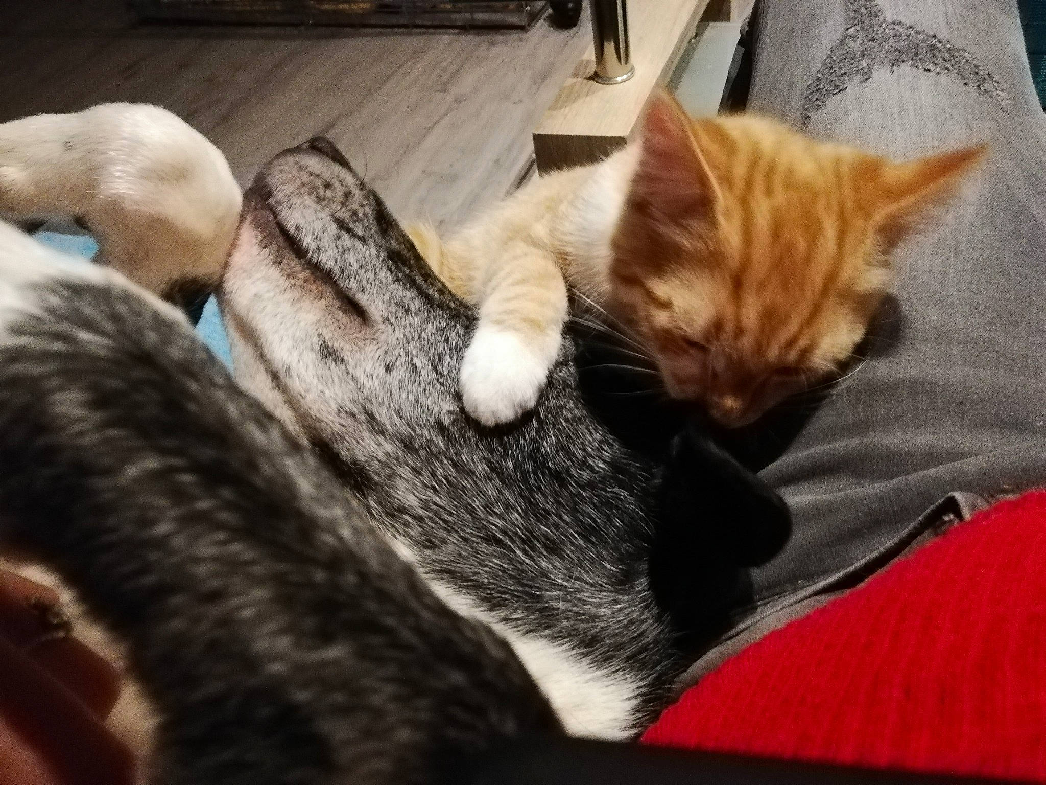 Iago a rejoint le concours — aidez-le/la à gagner de superbes lots ! american_shorthair, asian, carnivore, cat, domestic_short_haired_cat, dragon_li, ear, european_shorthair, fawn, felidae, fur, kitten, lap, leg, nap, small_to_medium_sized_cats, tabby_cat, tail, whiskers