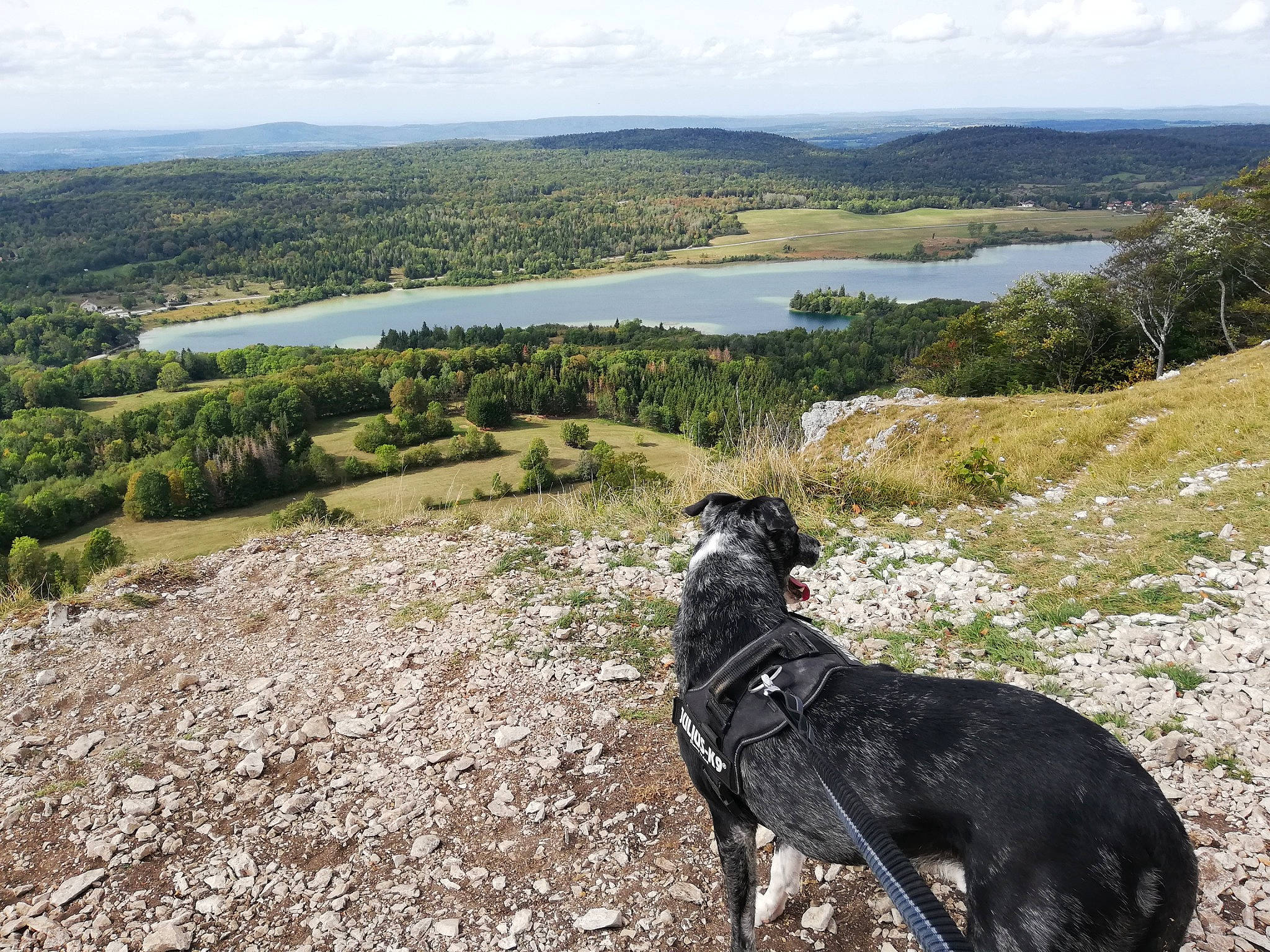 Iago a rejoint le concours — aidez-le/la à gagner de superbes lots ! adventure, border_collie, canidae, carnivore, dog, dog_breed, dog_walking, fell, flat_coated_retriever, hill, hunting_dog, labrador_retriever, lake, landscape, mountain, sky, sporting_group, wilderness