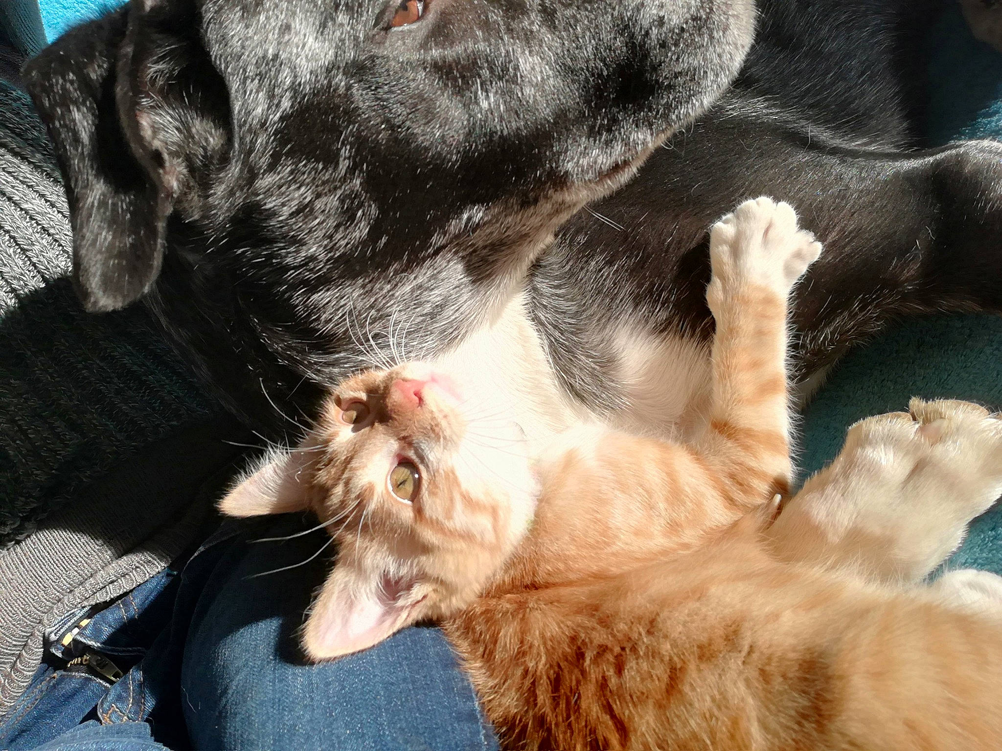 Orion a rejoint le concours — aidez-le/la à gagner de superbes lots ! canidae, carnivore, cat, dog, dog_breed, ear, fawn, felidae, fur, kitten, mammal, nap, puppy, small_to_medium_sized_cats, snout, sporting_group, whiskers