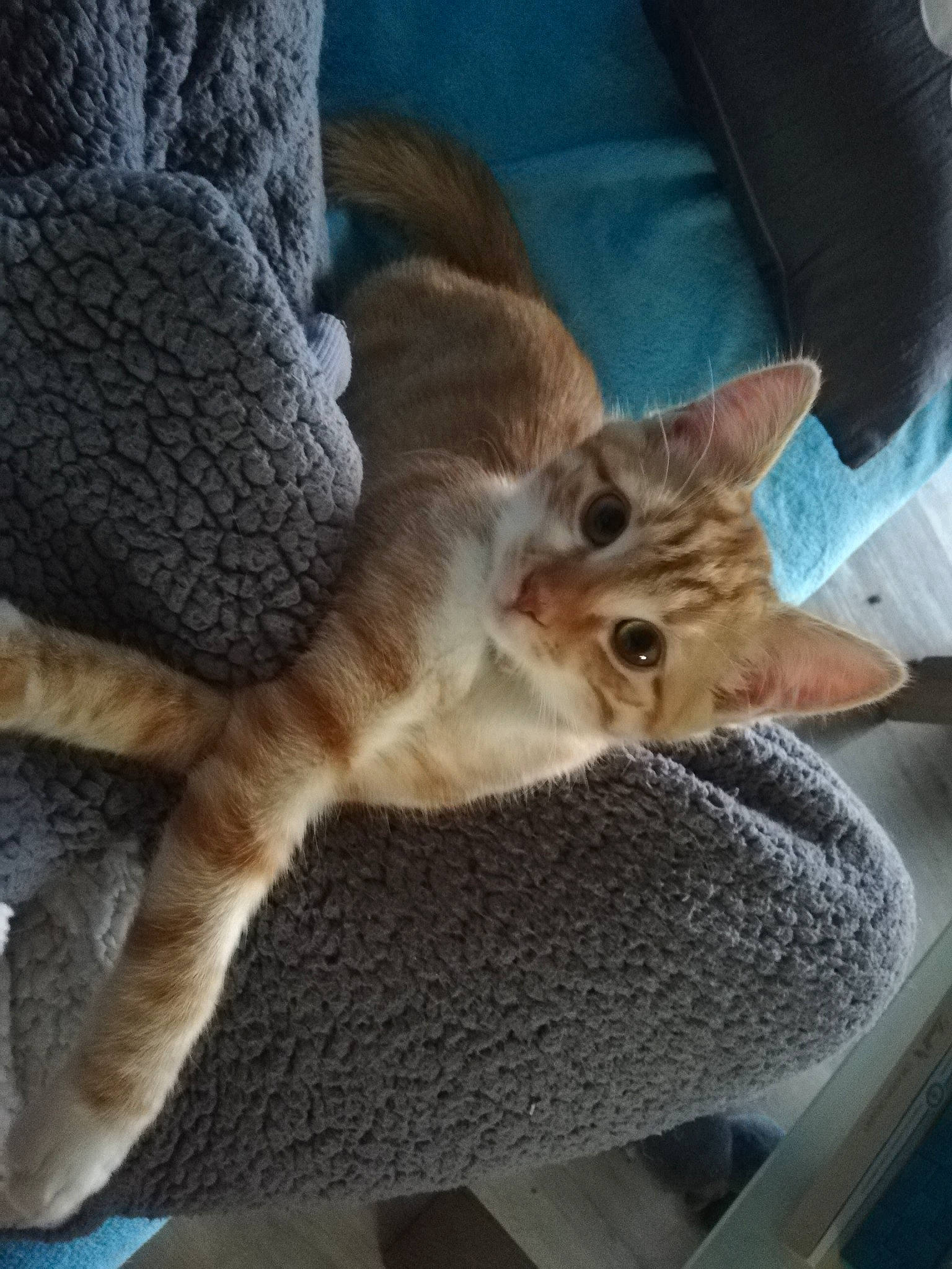 Orion a rejoint le concours — aidez-le/la à gagner de superbes lots ! aegean_cat, asian, carnivore, cat, chausie, domestic_short_haired_cat, european_shorthair, fawn, felidae, fur, german_rex, kitten, mammal, pixie_bob, polydactyl_cat, singapura, small_to_medium_sized_cats, tabby_cat, tail, whiskers