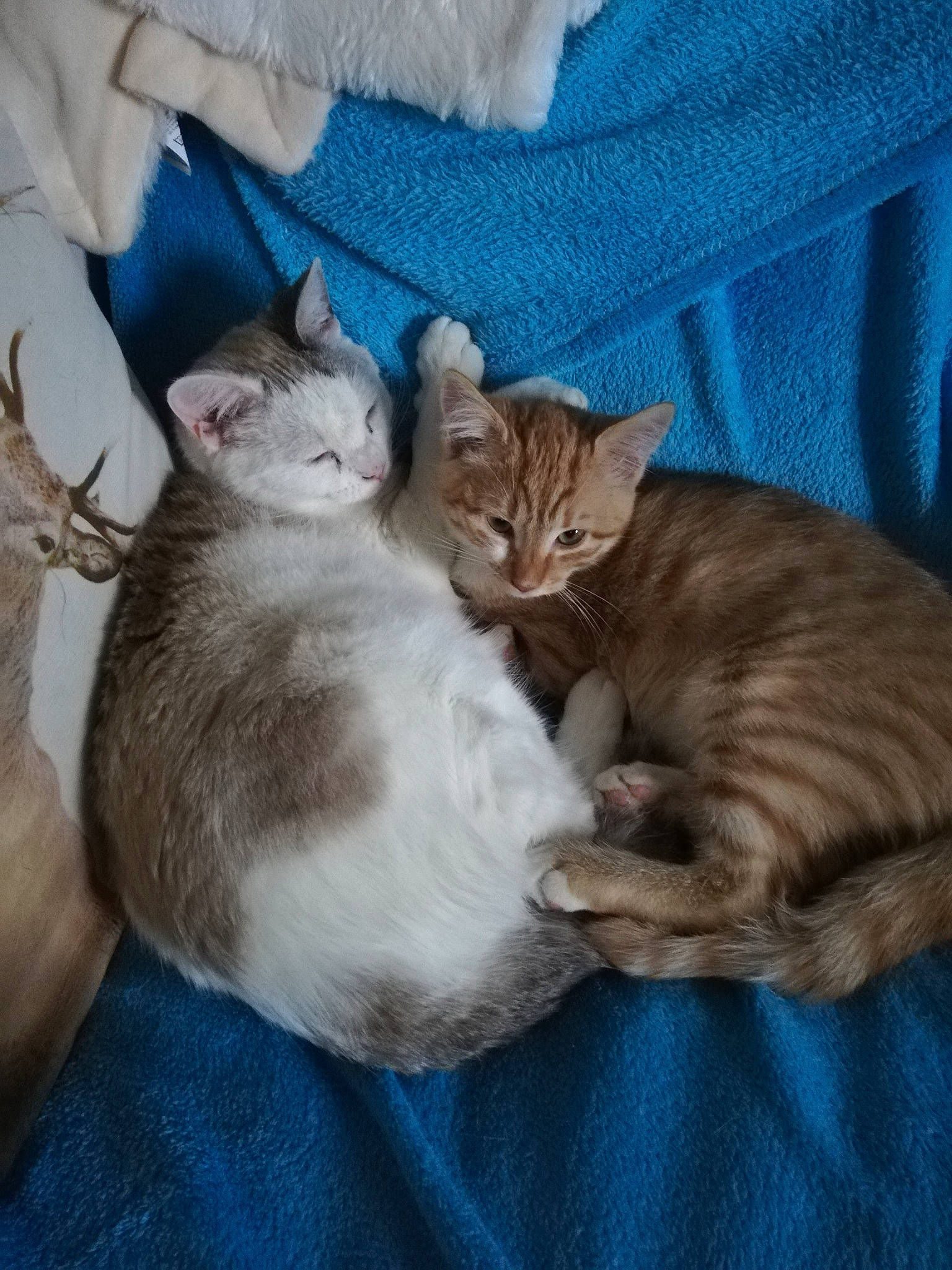 O'Tite participe au concours pour gagner de l'argent avec cette photo : arabian_mau, asian, australian_mist, carnivore, cat, domestic_short_haired_cat, european_shorthair, fawn, felidae, kitten, mammal, ocicat, oriental_longhair, singapura, small_to_medium_sized_cats, tabby_cat, vertebrate, whiskers