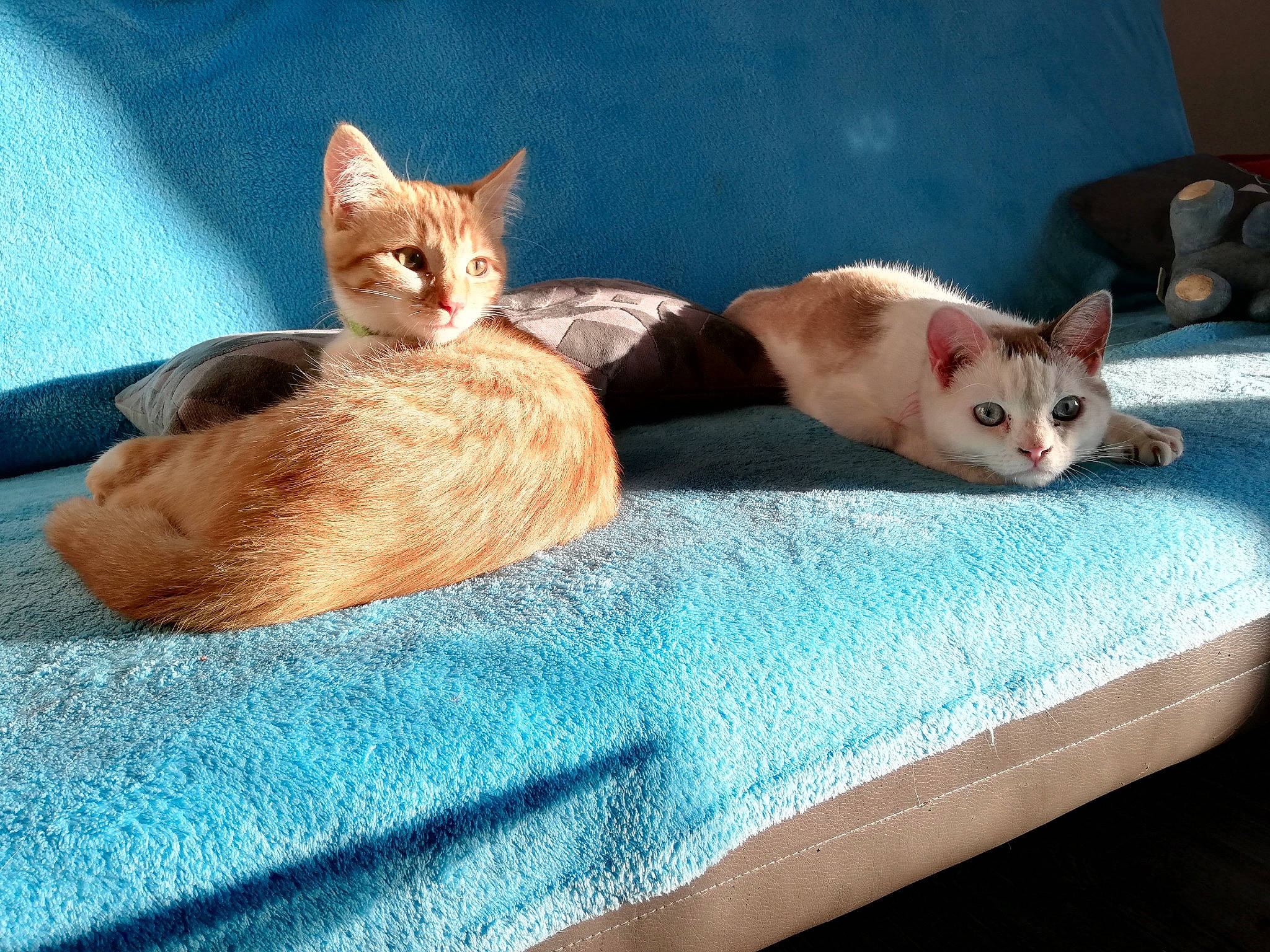 O'Tite a rejoint le concours — aidez-le/la à gagner de superbes lots ! aegean_cat, arabian_mau, asian, australian_mist, burmilla, carnivore, cat, domestic_short_haired_cat, european_shorthair, fawn, felidae, fur, german_rex, kitten, mammal, small_to_medium_sized_cats, tabby_cat, tail, vertebrate, whiskers