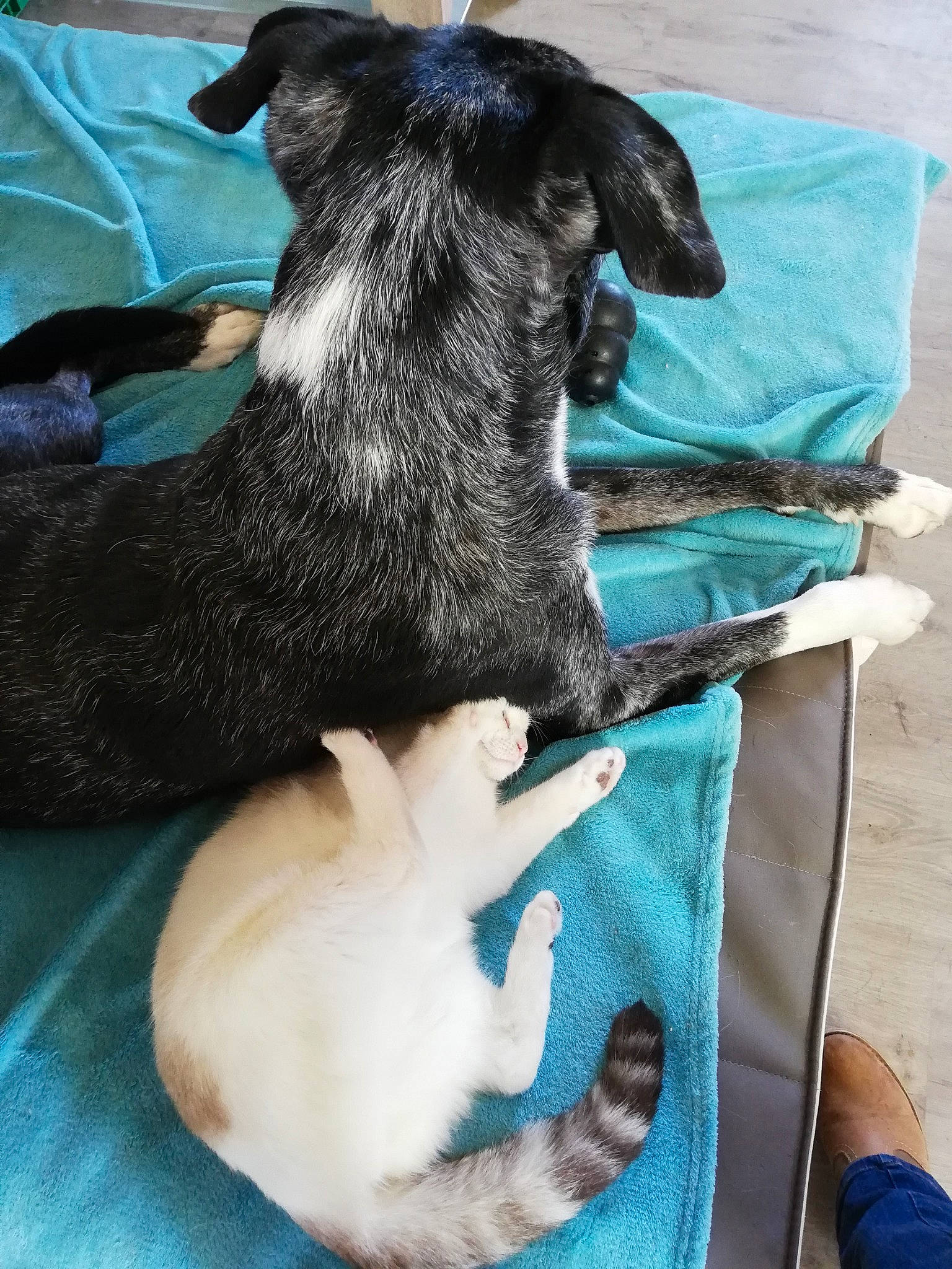 O'Tite participe au concours pour gagner de l'argent avec cette photo : canidae, carnivore, companion_dog, dog, dog_breed, puppy, tail