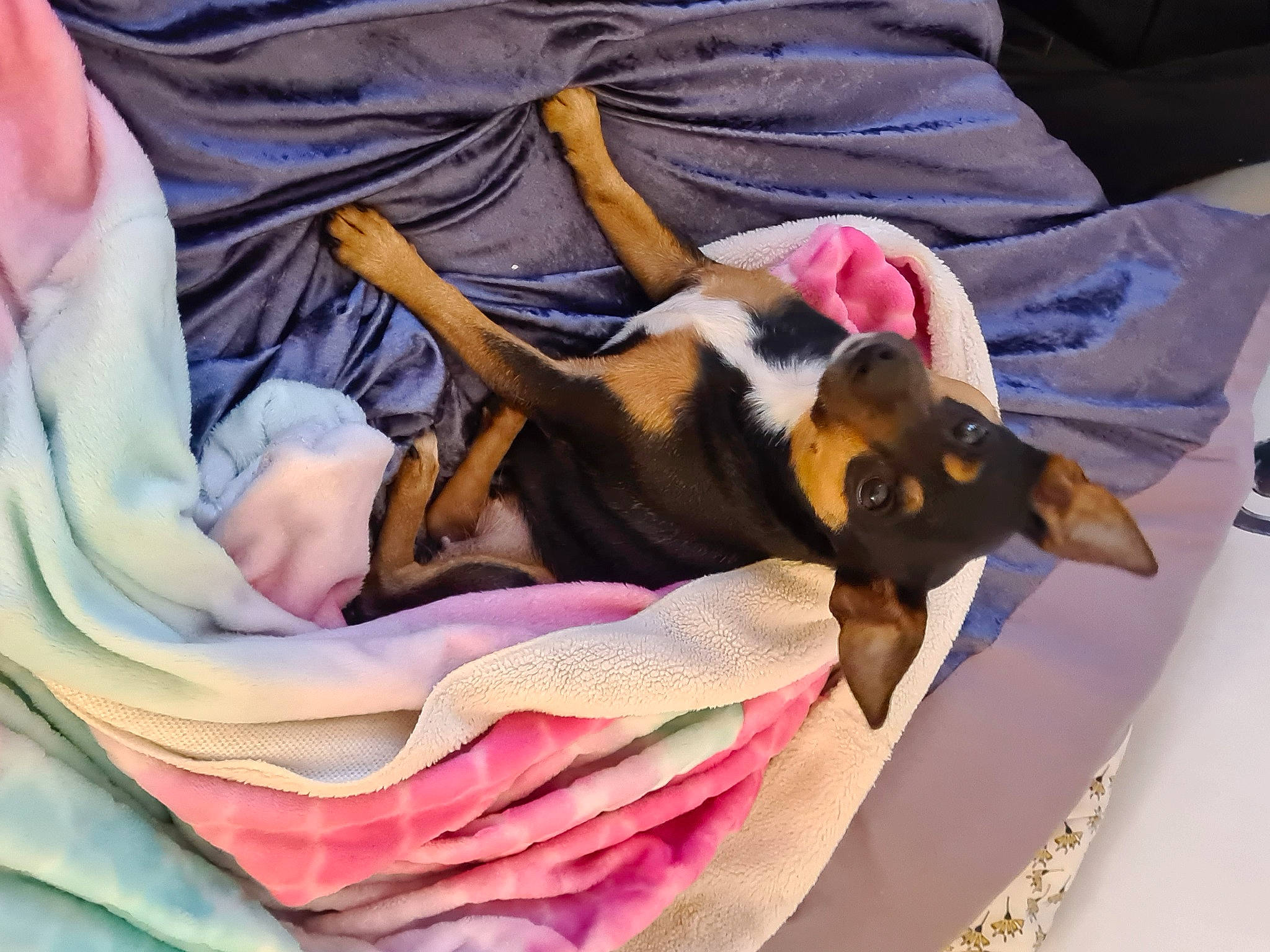 Poppy joined the competition — help win amazing prizes! blanket, canidae, carnivore, dog, dog_breed, ear, mammal, miniature_pinscher, nap, puppy_love, rat_terrier, toy_dog, vertebrate