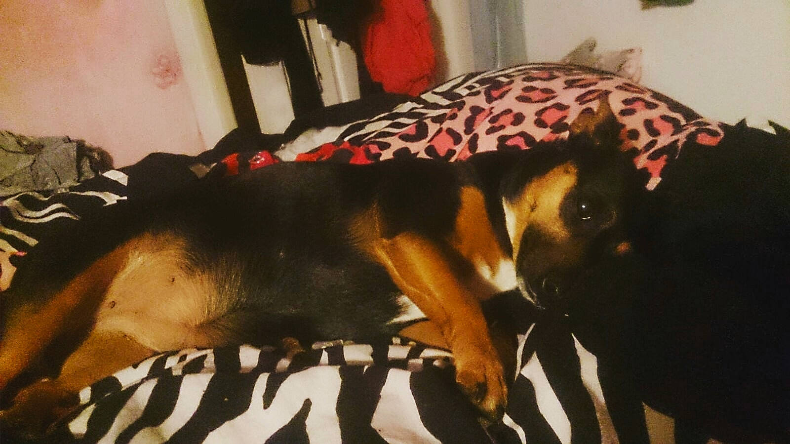 Poppy joined the competition — help win amazing prizes! canidae, carnivore, dobermann, dog, dog_breed, fawn, guard_dog, miniature_pinscher, non_sporting_group, pinscher, puppy