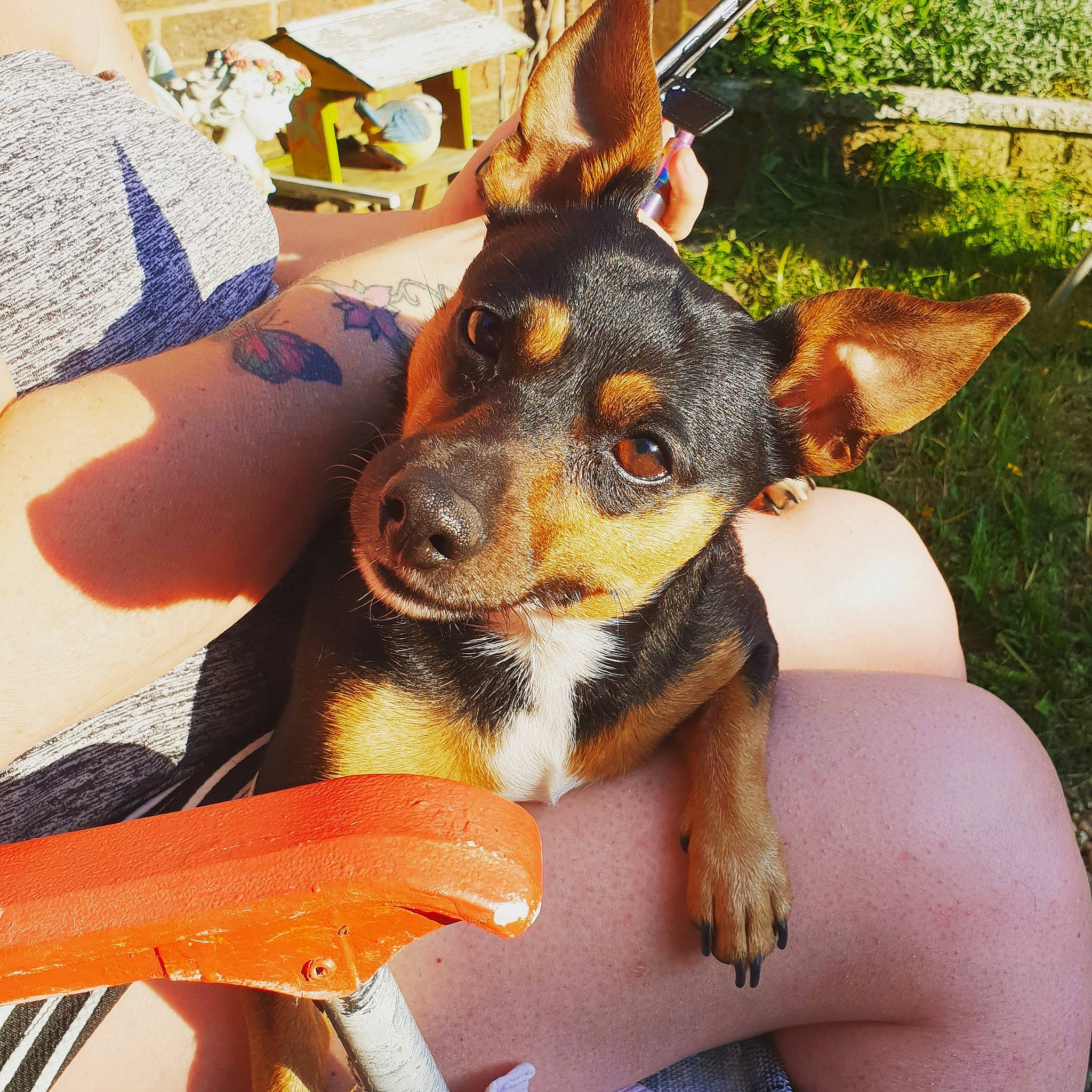 Poppy joined the competition — help win amazing prizes! australian_kelpie, canidae, carnivore, companion_dog, dog, dog_breed, ear, english_toy_terrier, german_pinscher, mammal, miniature_pinscher, pinscher, prazsky_krysarik, puppy, russkiy_toy, snout, toy_dog, toy_fox_terrier, toy_manchester_terrier, vertebrate