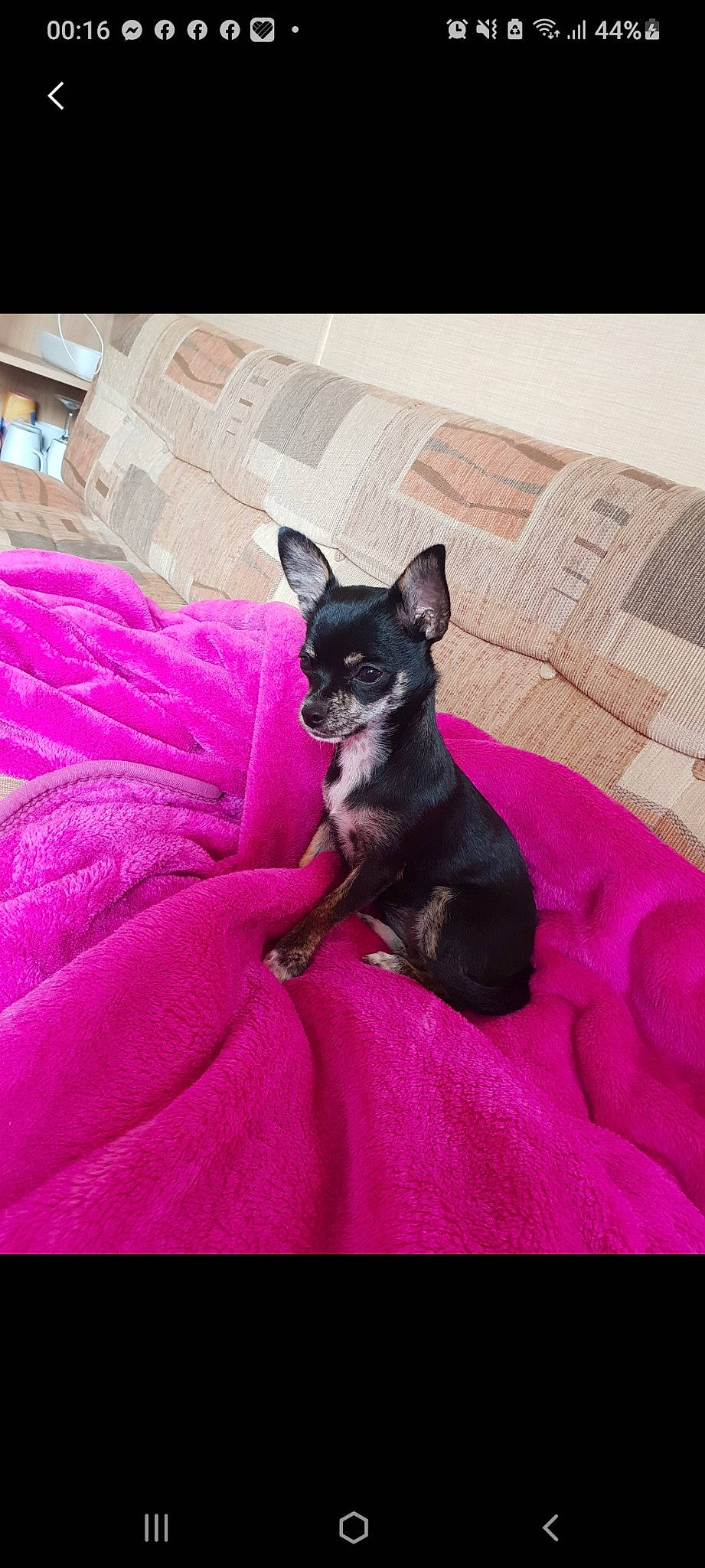 Bella is registered to the contest to win money with this photo: canidae, carnivore, chihuahua, companion_dog, dog, dog_breed, fawn, mammal, miniature_pinscher, pink, puppy, russkiy_toy, toy_dog, vertebrate