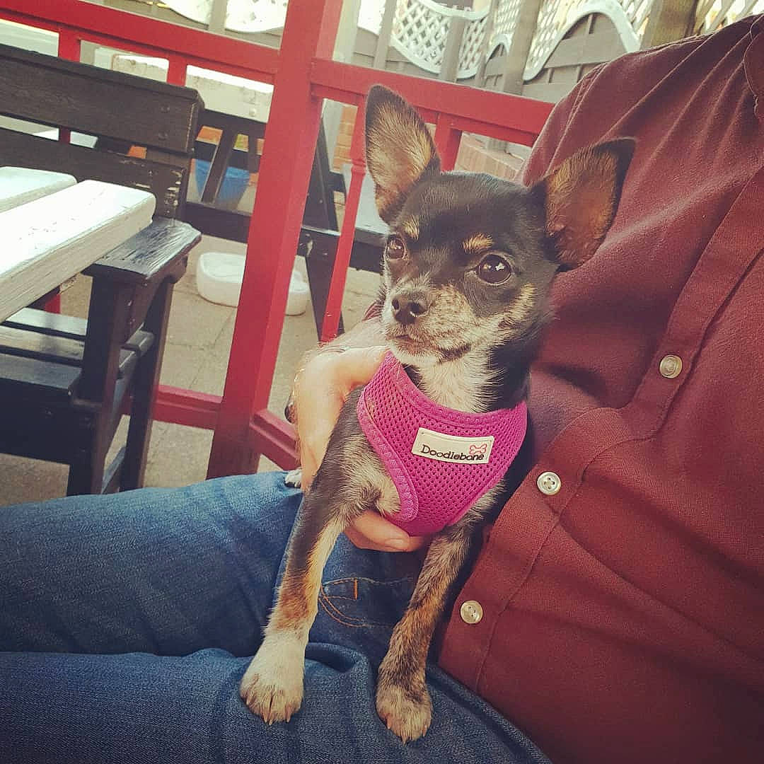 Bella is registered to the contest to win money with this photo: canidae, carnivore, chihuahua, companion_dog, corgi_chihuahua, dog, dog_breed, ear, english_toy_terrier, feist, mammal, miniature_pinscher, prazsky_krysarik, puppy, russkiy_toy, snout, toy_dog, vertebrate