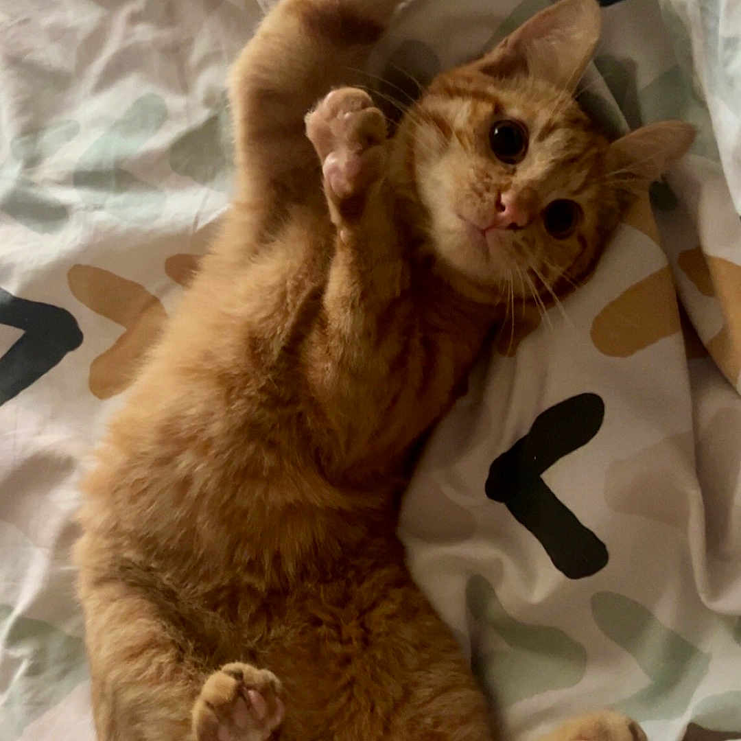 Venom participe au concours pour gagner de l'argent avec cette photo : abyssinian, animal, bed, bedroom, blanket, cat, couch, cushion, furniture, hardwood, homedecor, indoors, kitten, manx, person, pet, quilt, room, sleeping, wood