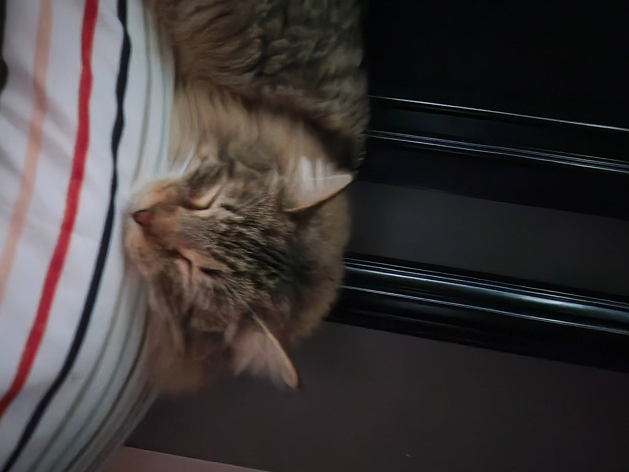 Joe is registered to the contest to win money with this photo: carnivore, cat, claw, comfort, domestic_short_haired_cat, fawn, felidae, flooring, fur, grey, human_leg, paw, room, small_to_medium_sized_cats, snout, tail, terrestrial_animal, whiskers, window, wood