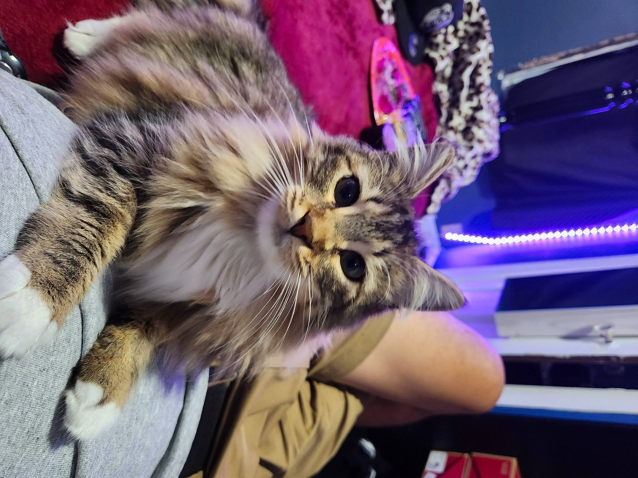 Joe joined the competition — help win amazing prizes! carnivore, cat, claw, domestic_short_haired_cat, electric_blue, event, fashion_accessory, felidae, fur, gesture, paw, small_to_medium_sized_cats, whiskers