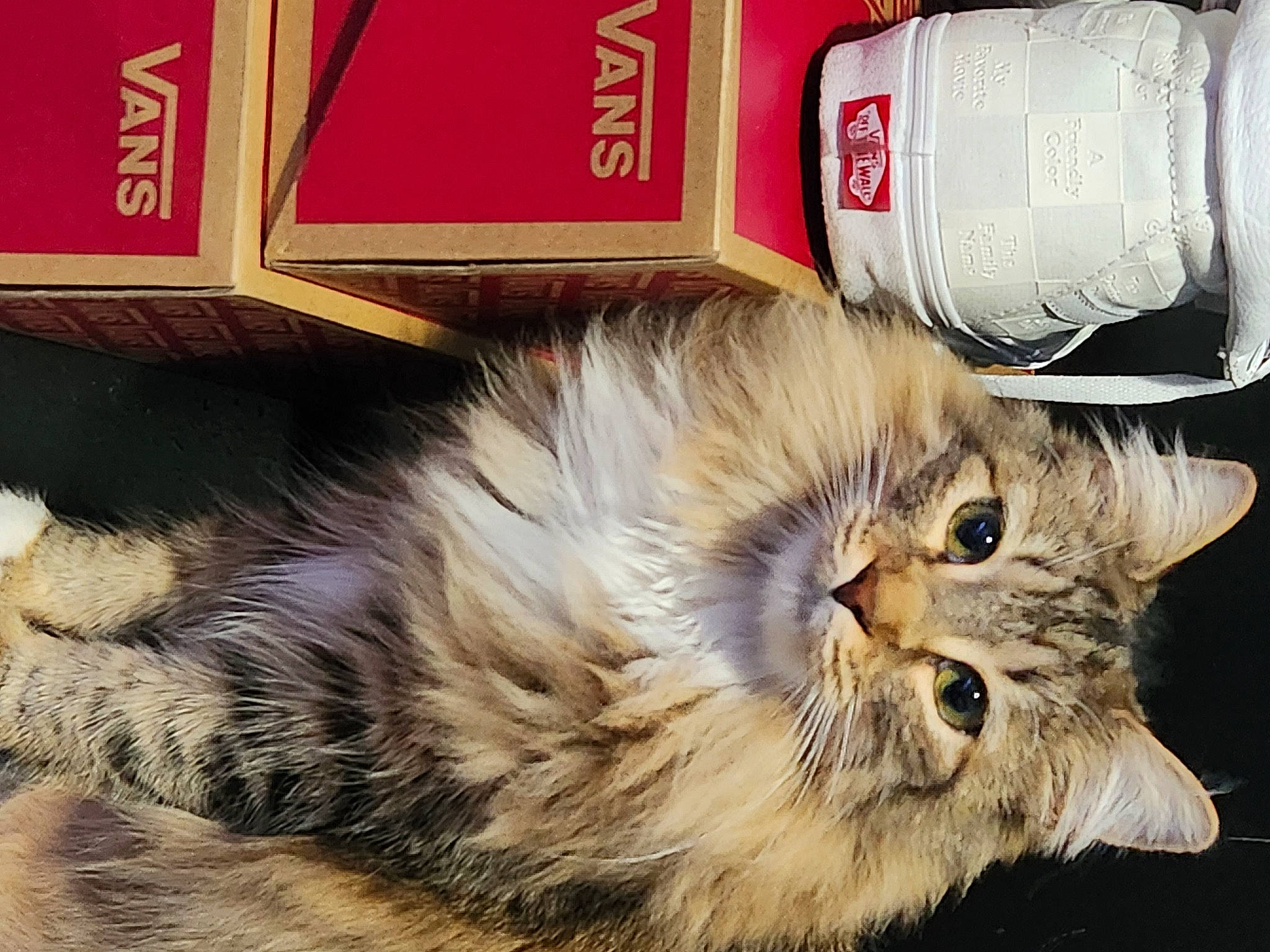 Joe is registered to the contest to win money with this photo: carnivore, cat, comfort, eye, fawn, felidae, fur, hair, packaging_and_labeling, paw, small_to_medium_sized_cats, snout, terrestrial_animal, whiskers