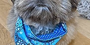 Raphael is registered to the contest to win money with this photo: adorable, animal, bandana, blanket, blue_bandana, companion, cozy, cute, dog, domestic, fluffy, friend, friendly, fur, indoor, looking_up, pet, portrait, small_dog, wooden_floor
