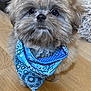 adorable, animal, bandana, blanket, blue_bandana, companion, cozy, cute, dog, domestic, fluffy, friend, friendly, fur, indoor, looking_up, pet, portrait, small_dog, wooden_floor