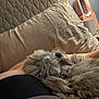 Raphael joined the competition — help win amazing prizes! arm, blanket, closeup, comfort, couch, cozy, dog, fan, fluffy, fur, gray, home, indoor, modern, nap, person, pillow, relaxing, resting, sleeping