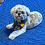 Raphael is registered to the contest to win money with this photo: animal, bandana, birthday, blue_blanket, celebration, colorful, cute, dog, face, festive, fur, indoor, lying_down, paw, pet, portrait, resting, shih_tzu, small_dog, texture