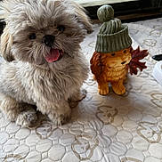 Raphael joined the competition — help win amazing prizes! brown, cute, decor, dog, figurine, fluffy, green_hat, hat, indoor, leaf, patterned, pet, puppy, quilted_surface, small_dog, table, tongue_out, toy, white, window