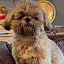 Raphael is registered to the contest to win money with this photo: adorable, animal, blanket, closeup, companion, cozy, curious, cute, cute_pet, dog, domestic_animal, fluffy, fur, furry, indoor, living_room, pet, plush_toy, portrait, relaxed