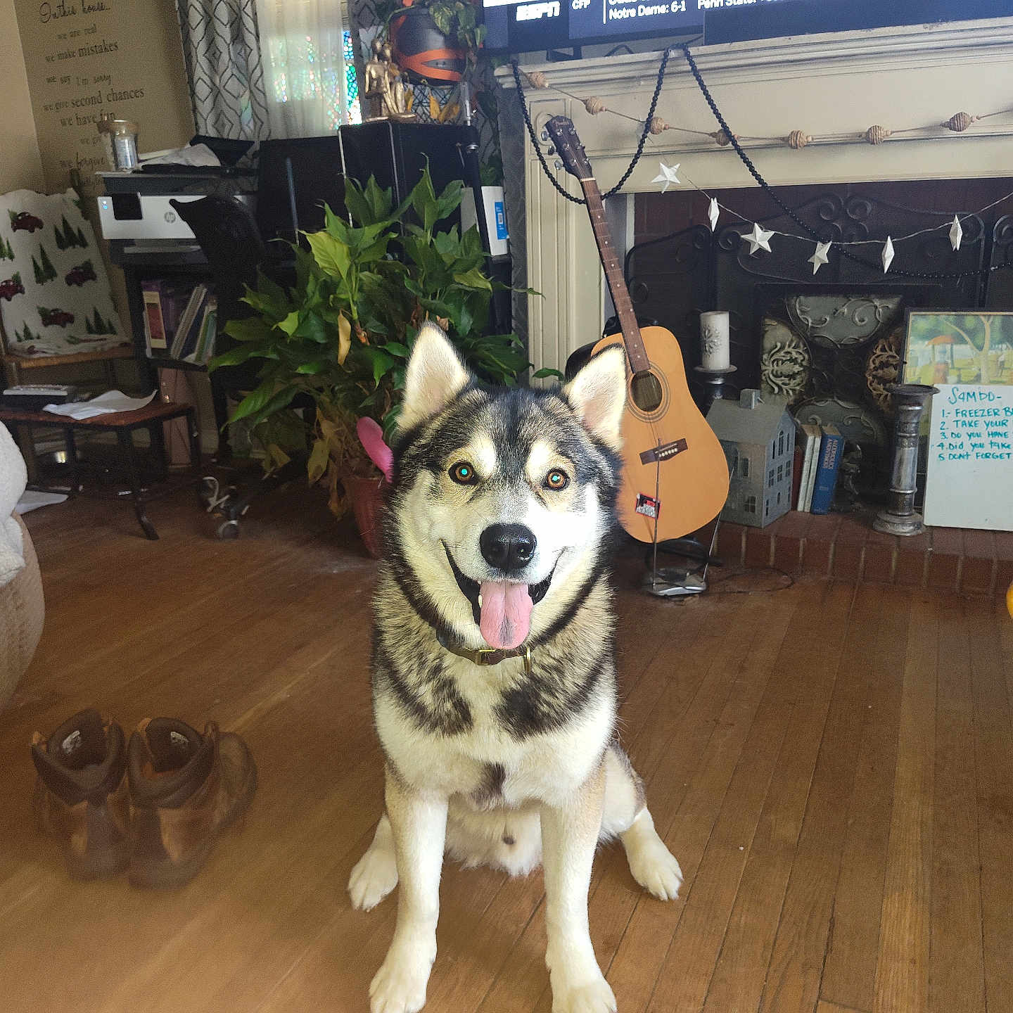 Gucci Thornton joined the competition — help win amazing prizes! animal, books, boots, cozy, curtains, decorations, dog, fireplace, furniture, guitar, happy, husky, indoor, living_room, pet, plant, smiling, television, tongue_out, wooden_floor